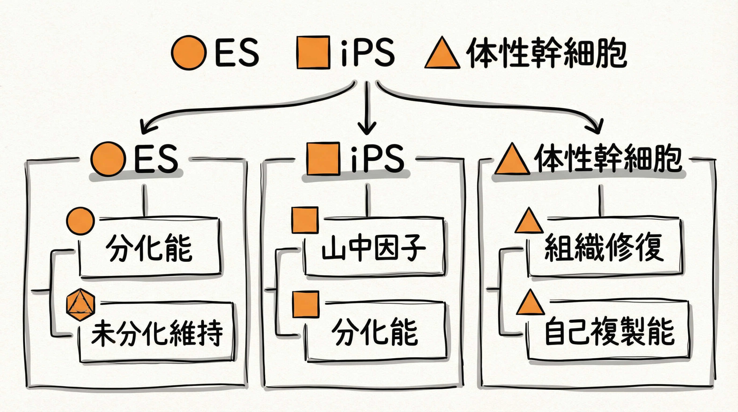 【基礎知識】実務で押さえるべき細胞源の分類と特性